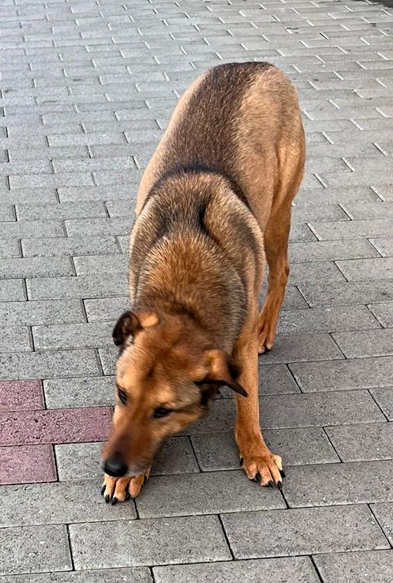 ULISSE LUPETTO TIMIDONE Foto 2